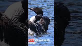 Discovering The Mysteries Of The Common Loon