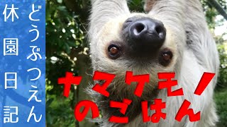 ナマケモノのごはん1【どうぶつえん休園日記】 ASMR　咀嚼音【クリちゃんねる】