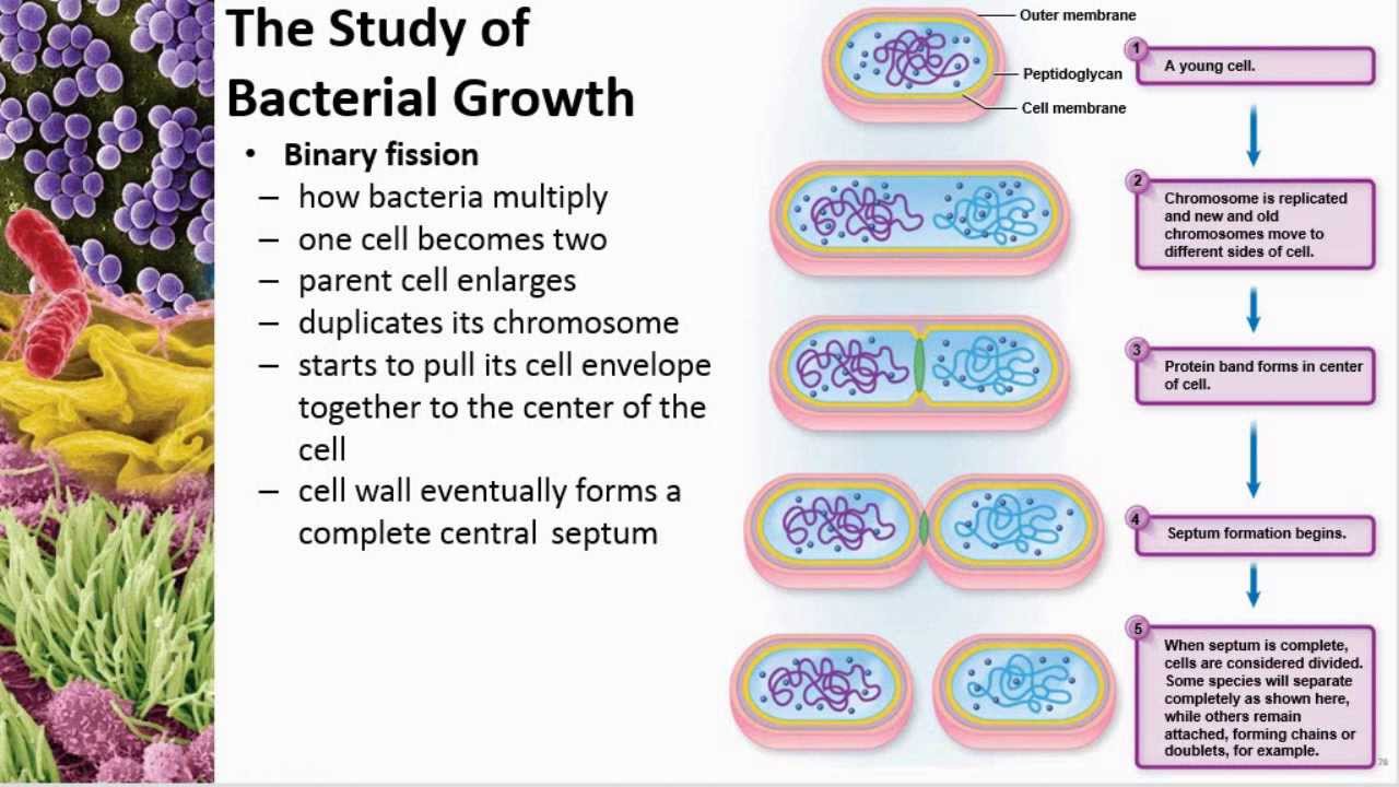 Chapter 06 Microbial Nutrition And Growth - Cowan - Dr. Mark Jolley ...