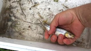 日本の水生昆虫や淡水魚をガサガサ