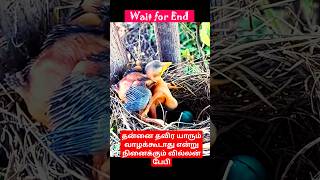 தன்னை தவிர யாரும் வாழக்கூடாது என்று நினைக்கும் வில்லன் பேபி #baby #birds #nature #shorts