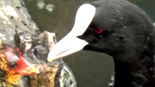 Coot Mother Coot Feeds Her Chicks