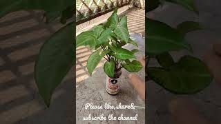 Syngonium के पौधे को छोटे size का बनाना बहुत ही आसान//How To Make Dwarf Size Syngonium Plant🌱