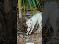 husky never respond at first time viralvideo doglover dog husky funny white siberianhusky