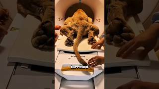 These Animal CT Scans Look Absolutely HILARIOUS