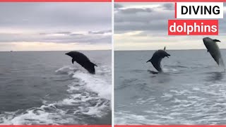 Incredible video shows pod of dolphins leap out of the water whilst chasing speedboat | SWNS TV