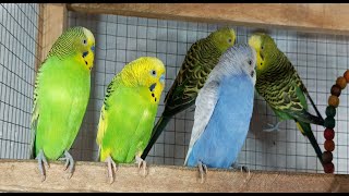 Over 12 Hours of Budgies Playing, Singing and Talking in their Aviary Budgie sounds for sad birds