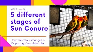 5 different stages of sun conure| it's prices in india| sun conure changes its colours|complete info