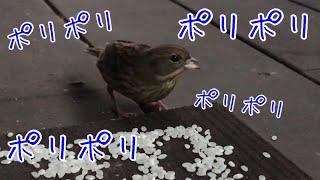 【アオジ】【青鵐】お米を食べまくるアオジさん　Black-faced bunting