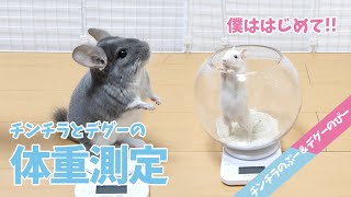 【チンチラ＆デグー】ぴーちゃんはじめての体重測定！デグーとチンチラってどれくらい違うの？Funny and Cute Chinchilla and Degu