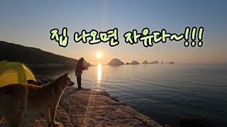 황도랑 달래 졸지에 노숙견 되는 비박 백패킹 낚시 강행군~