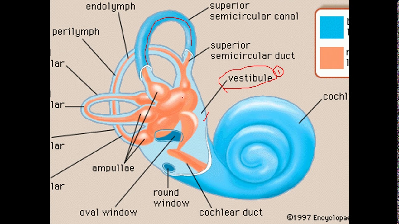 2 1 ,A Ear Histology L3 By Dr Hamidi - YouTube