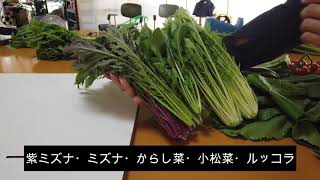 野菜セットに向けて。販売へと少しずつ