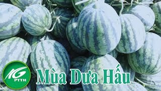 Mùa dưa hấu l THKG