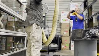 Wildlife Officers Kill 30+ Pythons & Pregnant Pet Boa at South Florida Reptile Facility
