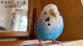 部屋にアイツが来ると固まる繊細な娘インコ