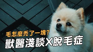 【獸醫這樣說🧐】狗狗的毛禿了一塊🤔什麼是X脫毛症?│愛寶寵新知 AIPAWs X 保健知識家