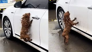 Teddy was abandoned in the parking lot and looked for his owner every time he saw a white car.