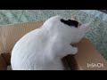 unboxing oriflame c1 2025 3 și o pisică năzdrăvană🐈