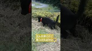 甲斐犬 ぎん 良いとこめっけた