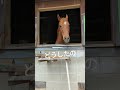 馬かわいい