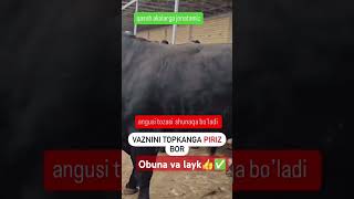 Obuna va layk✅️👍👍👍👍🐄 #omatillo_uz #fargonamashinabozorinarxlari #animals #angus