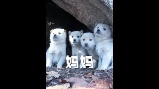 #狗狗 #母爱 #感动瞬间 #神奇动物在抖音 #动物世界