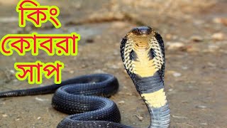 King Cobra শঙ্খচূড় সাপ