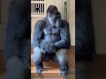 ekspresi ketika ditanya kapan nikah #tvk #dangdut #gorilla #monkey #animals #xyzbca