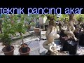 TIPS BESARKAN AKAR BUNGA KERTAS | BOUGAINVILLEA SUPAYA JADI BONSAI YANG MANTAP!