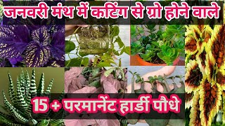 जनवरी मंथ में कटिंग से ग्रो होने वाले हार्डी पौधे। Easy To Grow Plants#plantswithmee