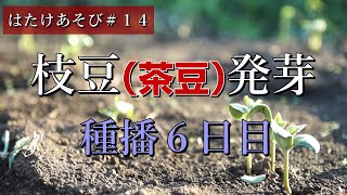 自然農記録＃14【枝豆発芽】種播から6日目の枝豆（茶豆）の不織布を剥がし草マルチしていきます｜ジャガイモ・キュウリ・オカヒジキ収穫