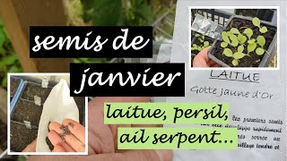 les semis de janvier : laitue persil et ail serpent