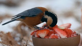 눈 내린 산에 딸기 빙수를 가져다 놓으면 생기는 일 (시럽은 미네랄 소금)