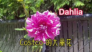 Costco的裸根大丽花 Dahlia