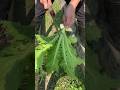 Fresh vegetable cutting process