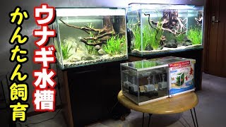 ウナギ水槽を作る！かんたん飼育！４匹紹介【アクアリウム】