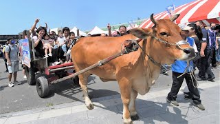 國際海牛文化節　芳苑鄉普天宮廟埕登場