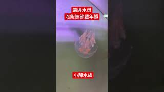 簡單擁有小型xpark水母缸！！在家飼養端邊水母飼養原來那麼簡單！！#shorts#震珅水族 #水母#海月#小薛水族