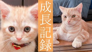 【祝2歳】アメショ子猫の成長記録《生後1ヶ月〜24ヶ月》【オハナ】