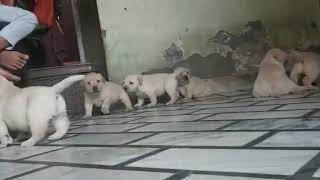 Kci registered Labrador puppy for sell in afordebale price pets zoo