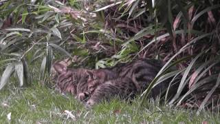 ななしま子猫、母猫にくっついてお乳飲んで（ロングバージョン）　kitten and mother