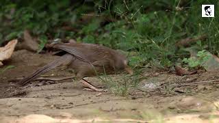 Jungle Babbler Hunting Ants