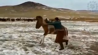 АТТЫҢ ҚҰЛАҒЫНДА ОЙНАЙТЫН  ЖIГIТ😱🐎🔥