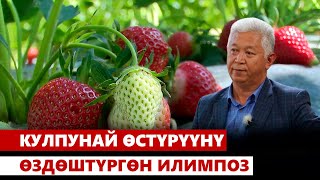 Кулпунай өстүрүүнү өздөштүргөн Кыяс Молдокасымов