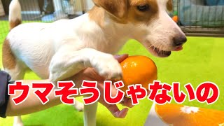 【理不尽】みかんを食べたい犬の言い分がこちら［しゃべる犬 ジャックラッセルテリア］