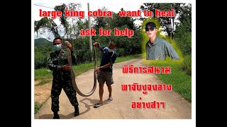 พิธีกรหล่อ#พาจับงูจงอางยักษ์ อย่างฮาๆ #Captain Snake vs. Giant King Cobra  Special Forces,#กัปตันงู