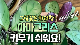 한폭의 그림!🌿실물깡패❤️크테난테 칼라데아 아마그리스🍀키우기 TIP (ft.희귀식물, 인기식물 추천)세네시오퍼플바인