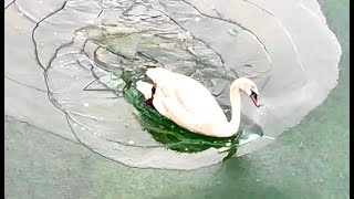 SCHWAN BRICHT DURCHS EIS - POOR SWAN BREAKS THROUGH ICE IN FROZEN RIVER