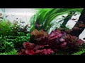 liquid nature aquascape and planted aquarium gallery part 1